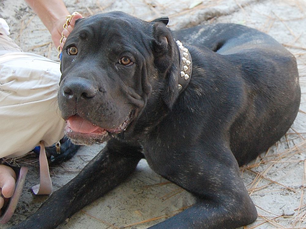 Pets Paarade