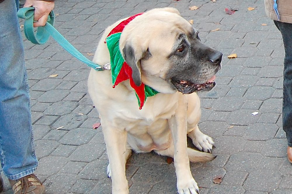 Pets Parade