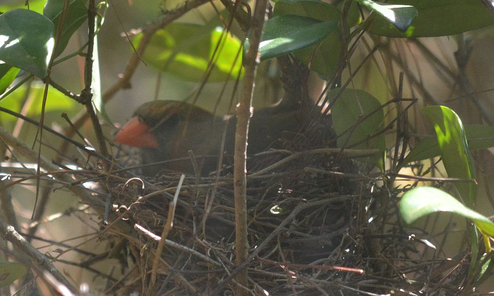 Bird Nest